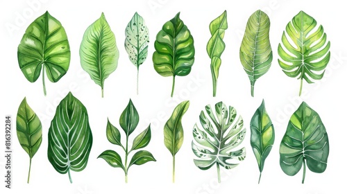 Watercolor set of various jungle plant leaves  each leaf drawn individually to showcase unique details  arranged against a white isolation