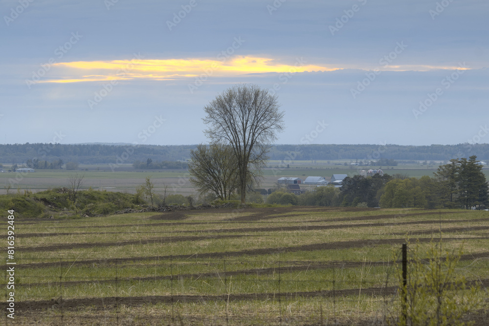 Fototapeta premium Landscape with a field and a tree in the foreground at sunset