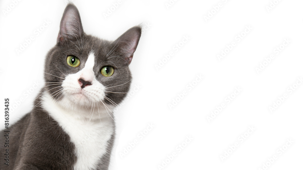 Grey and white cat on white background Grey and white cat on white background