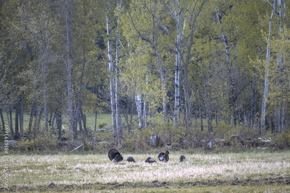 a flock of turkeys in a field a flock of turkeys in a field