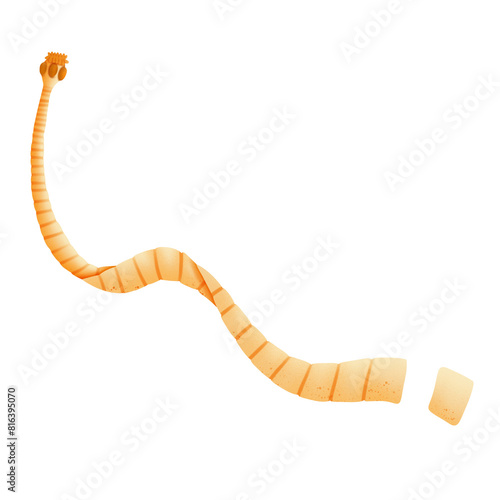 Adult tapeworm in small intestine illustration by hand drawn  photo