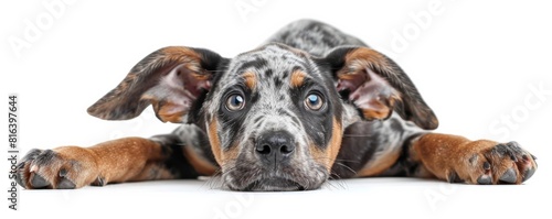A playful Bluetick Coonhound puppy with oversized ears, pouncing forward, isolated on a white background photo
