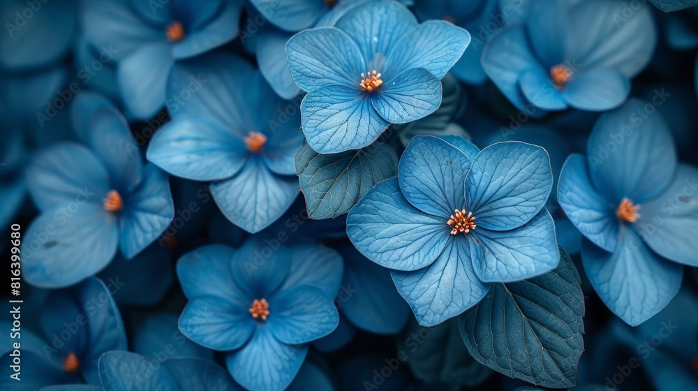 Close-up of vibrant blue hydrangea flowers with a soft-focus background Close-up of vibrant blue hydrangea flowers with a soft-focus background
