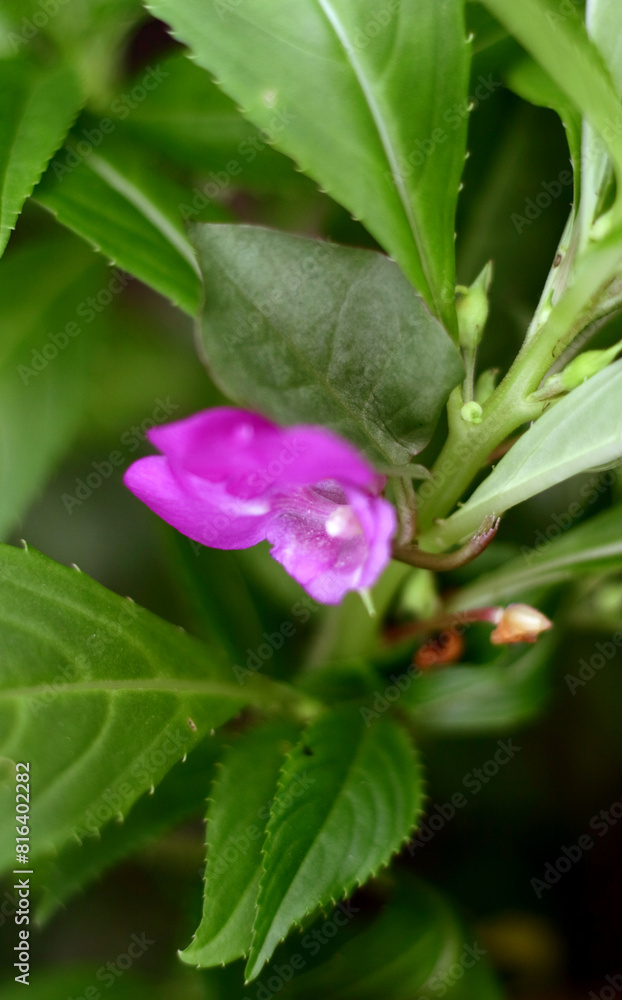 Purple Balsam Flowers growing on the plant. Purple Balsam Flowers growing on the plant.