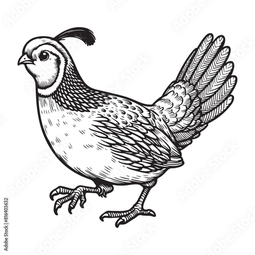 Line art of quail bird cartoon walking vector photo