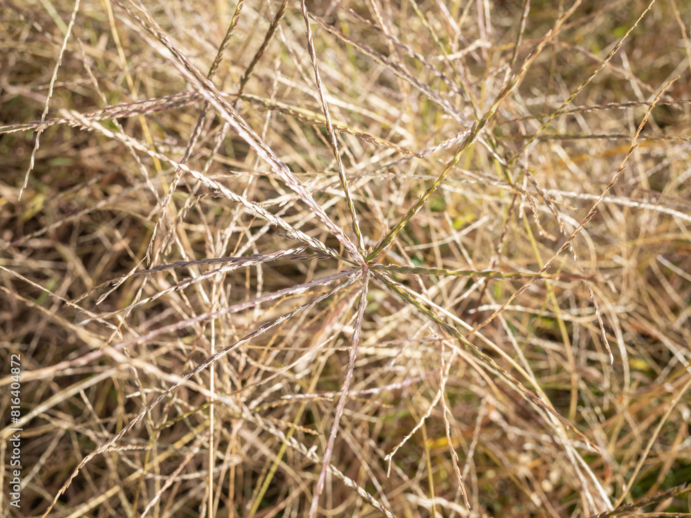 closed-up brown wild plants in countryside of nagano pref closed-up brown wild plants in countryside of nagano pref
