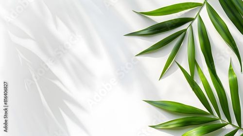 Abstract shadows of palm leaves on a white background  conveying a summer concept. Blurred natural shadows. Light and shade effects. A banner with copy space for text  in the style of nature