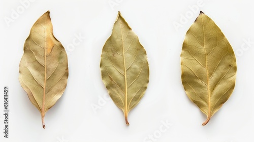 Bay leaf dried separated on a white backdrop