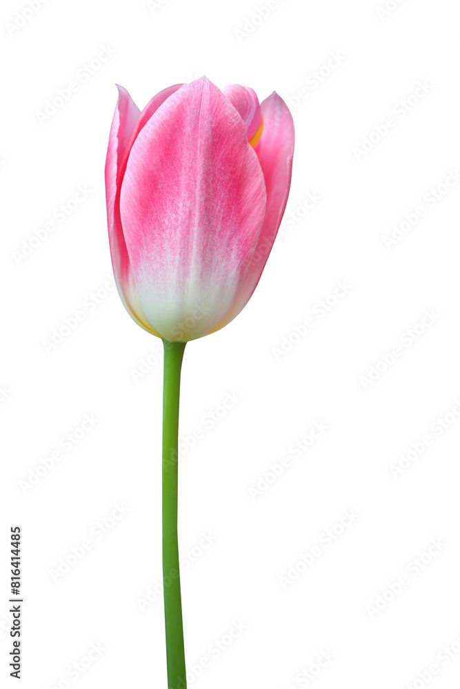 Pink tulip isolated on transparent background png file Pink tulip isolated on transparent background png file