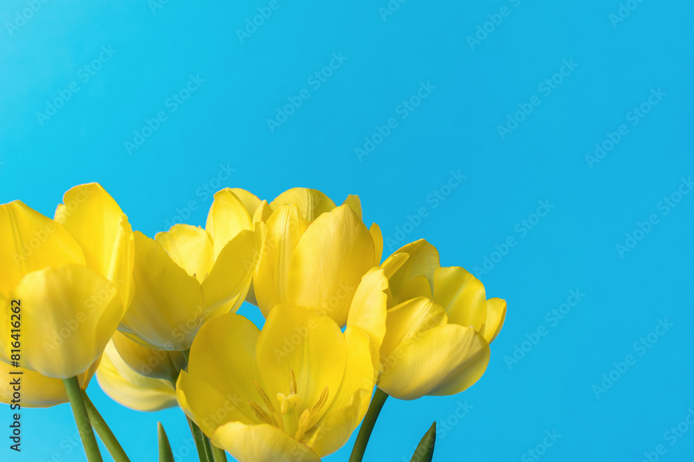 Obraz premium Large bright blooming tulip buds on a blue background.