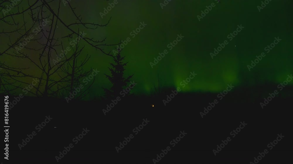 Green boreal aurora with moon coniferous tree and bare tree quebec canada Green boreal aurora with moon coniferous tree and bare tree quebec canada