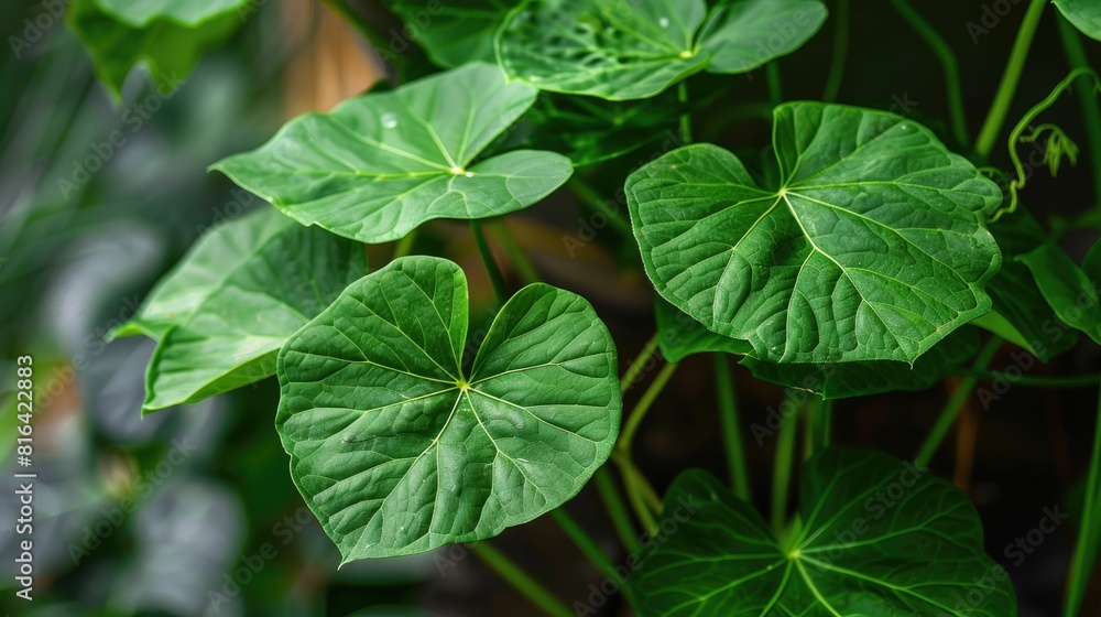 Big triangular green leaves