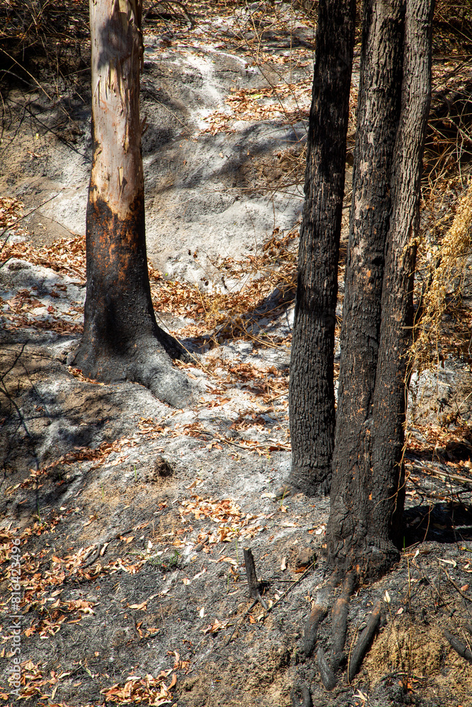 A bushfire has blackened these tree trunks and generated ash and scorched leaves on the ground of a burnt out patch of forest near Lake Tinaroo on the Atherton Tablelands in Queensland, Australia.