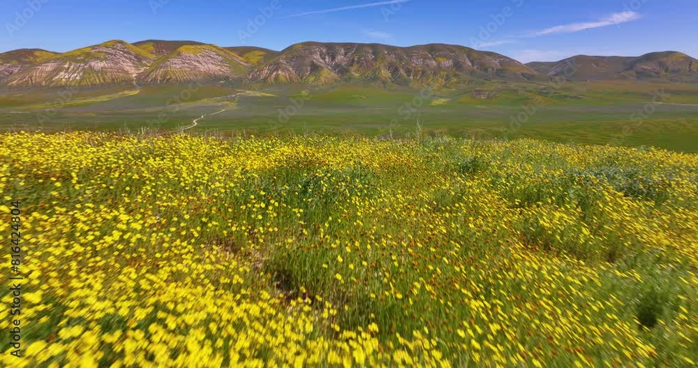 Superbloom Wildflowers Carrizo Plain California Aerial Drone Superbloom Wildflowers Carrizo Plain California Aerial Drone