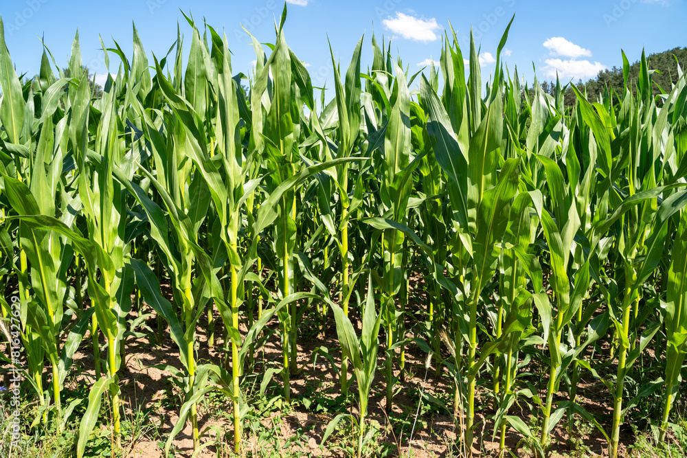 Corn plants in the farm field in summer Corn plants in the farm field in summer