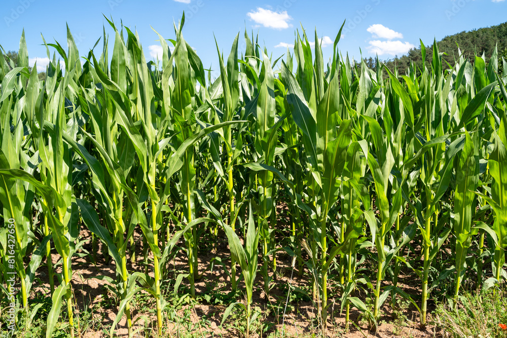 Corn farm with blue sky in summer Corn farm with blue sky in summer