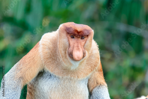 The proboscis monkey (Nasalis larvatus) or long-nosed monkey is a reddish-brown arboreal Old World monkey with an unusually large nose. It is endemic to the southeast Asian island of Borneo.