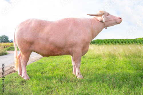 Chao Plai Siam 88, an albino buffalo, White buffalo with beautiful, pink skin in Thailand.