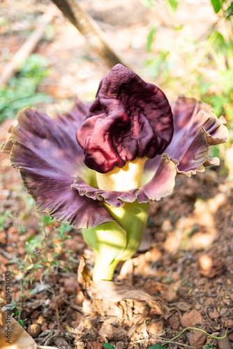 beautiful purple flowers of Amorphophallus paeoniifolius, elephant foot yam or whitespot giant arum, Konjac, Stanleya water-tub, in the garden. photo