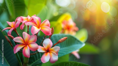 Detailed and vibrant close-up of Plumeria blooms, surrounded by lush greenery, focusing on the natural beauty for effective ads © Paul