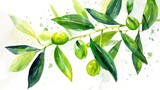 Leaves of green olives in a watercolor painting drawn by hand