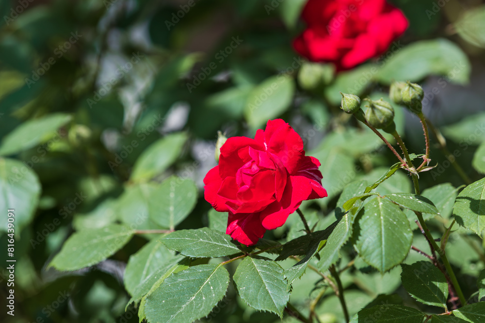Roses in full bloom in the warm spring sunlight. Rosa Roses in full bloom in the warm spring sunlight. Rosa