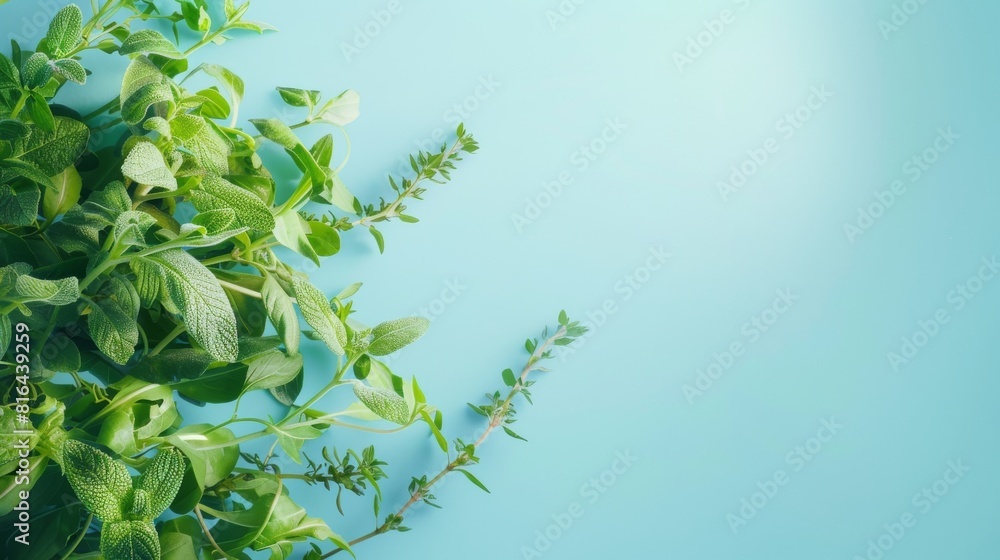 Photorealistic illustration of fresh herbs against a blue pastel background with copy space for text or logo, beautifully illuminated by studio lighting Photorealistic illustration of fresh herbs against a blue pastel background with copy space for text or logo, beautifully illuminated by studio lighting