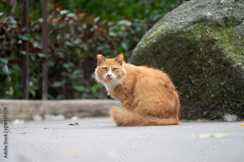 Orange cat in the park