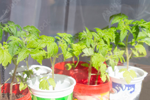 Young tomato seedlings on the windowsill. Ecological home cultivation of tomato seedlings in winter and early spring. Reusing single-use plastics to protect the planet.