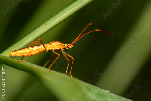 Leptocorisa oratoria, the rice ear bug, is an insect from the family Alydidae, the broad-headed bugs.