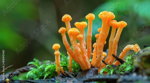 Cordyceps or Ophiocordyceps sinensis mushroom herb is fungus for used as medicine photo