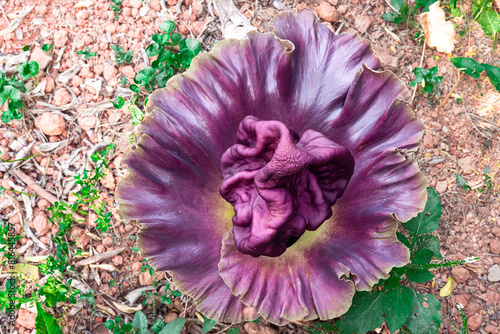 close up of purple flowers of Amorphophallus paeoniifolius, elephant foot yam or whitespot giant arum, Konjac, Stanleya water-tub, taken top view. photo