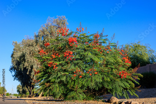 Xeriscaped road sidewalk with a striking flowering Red Bird of Paradise (Caesalpinia pulcherrima), Phoenix, AZ