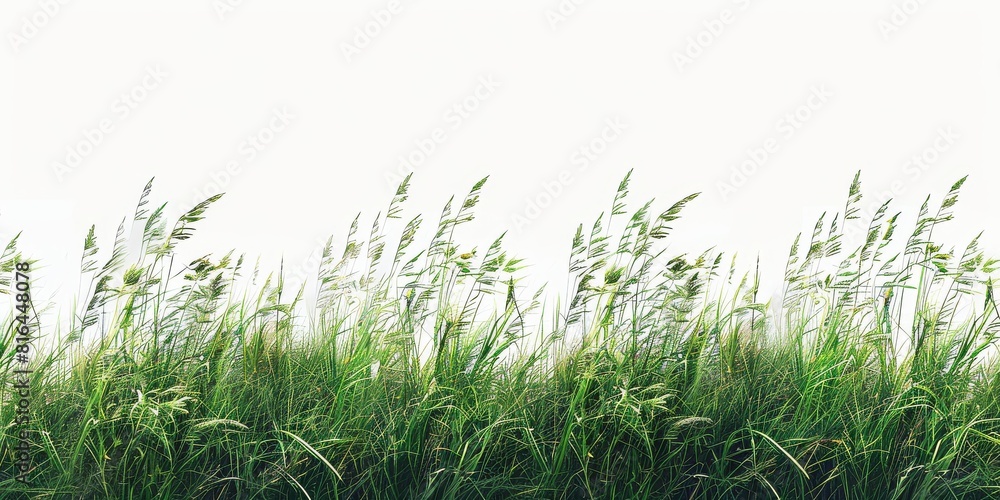 Fototapeta premium Tall botanical dune straw grass isolated on a background with foliage