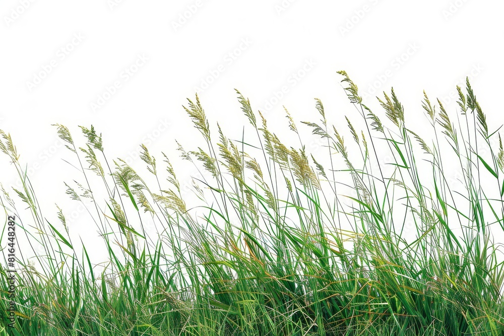 Fototapeta premium Tall botanical dune straw grass isolated on a background with foliage