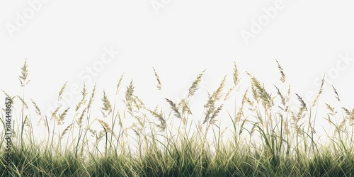 Tall botanical dune straw grass isolated on a background with foliage