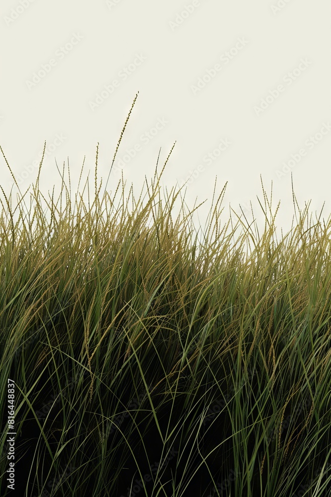 Obraz premium Tall botanical dune straw grass isolated on a background with foliage