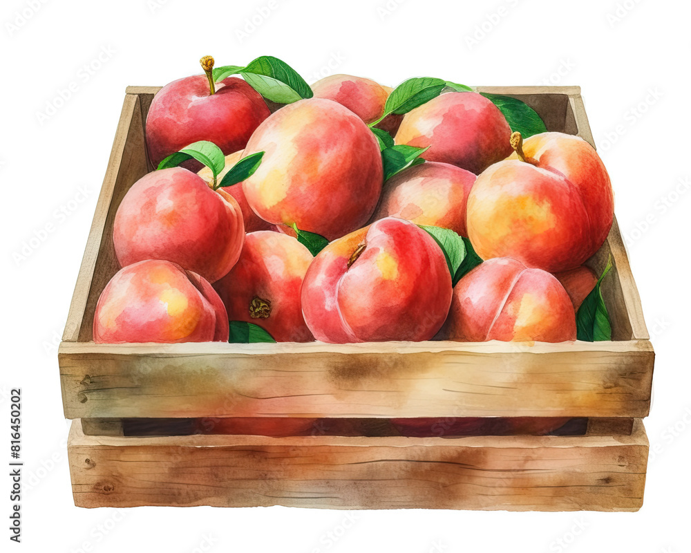 Wooden box with peaches. Isolated watercolor illustration on white background. Wooden box with peaches. Isolated watercolor illustration on white background.