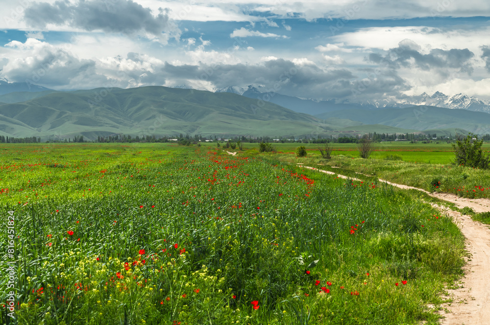 Green fields and red poppies. Spring in Kyrgyzstan Green fields and red poppies. Spring in Kyrgyzstan