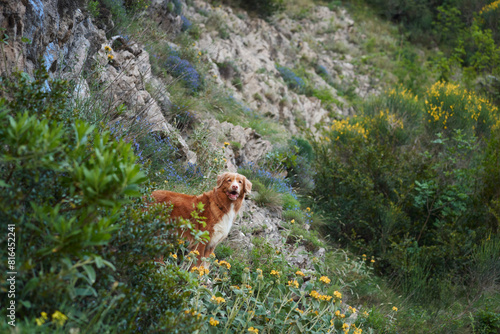 A Nova Scotia Duck Tolling Retriever dog explores a vibrant mountain trail adorned with wildflowers and lush greenery