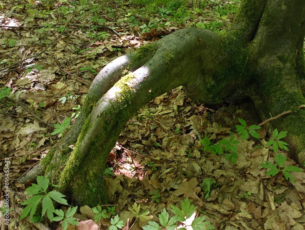 A strange root of an old hornbeam that rises up and forming an arch goes into the ground covered with fallen oak leaves. Interesting and unusual trees A strange root of an old hornbeam that rises up and forming an arch goes into the ground covered with fallen oak leaves. Interesting and unusual trees