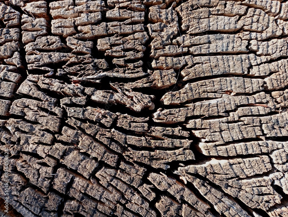 Deep Rotten Wood The texture is wooden with large cracks on the cut that form a web of ...
