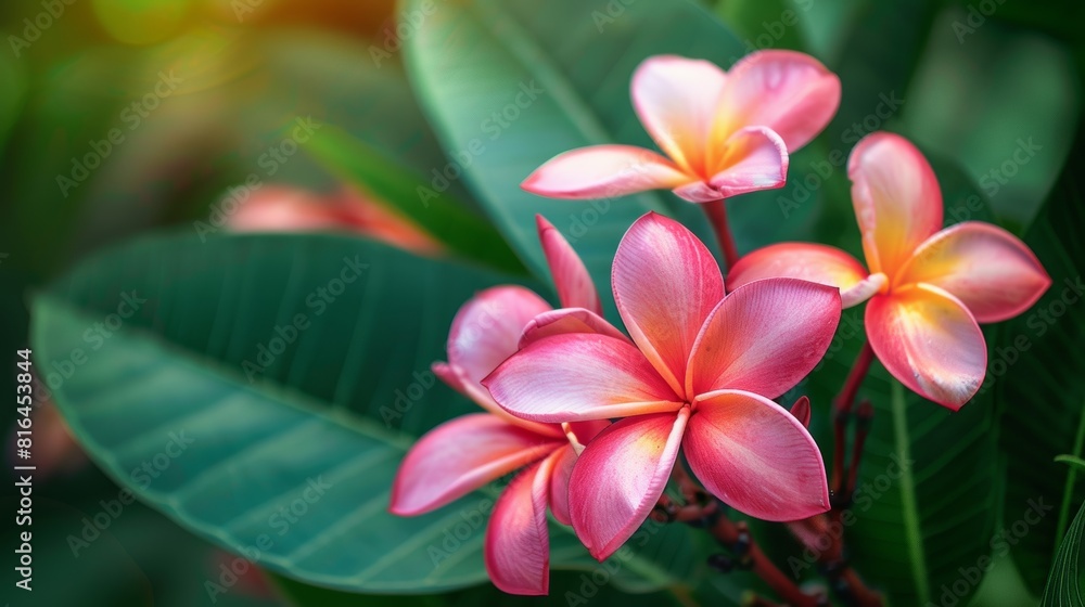 Naklejka premium Artistic close-up of tropical Plumeria flowers against a backdrop of green foliage, highlighting detail for advertising purposes