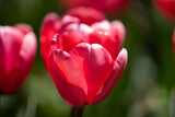 Red Tulips. Amazing bright Crimson Scarlet tulip flowers blooming in the garden at sunny spring day. Red Maroon, Ruby tulips in the park. Spring landscape. Field of tulips. Spring flowers.