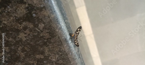 unique insect 