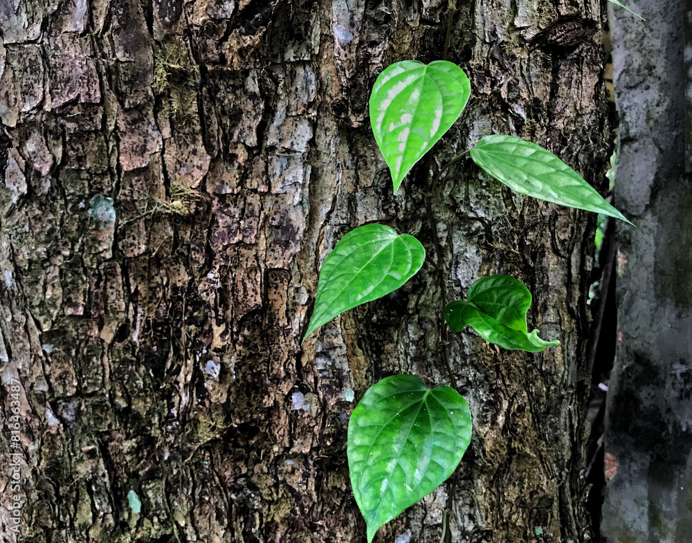 Sirih or Betel is a plant native to Indonesia that grows on vines or leaning on the trunks of other trees