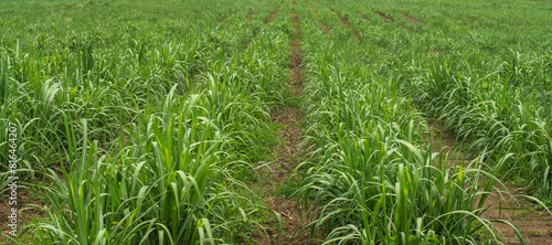 sugar cane farm, green plants, rural agriculture, economic growth © Pintira