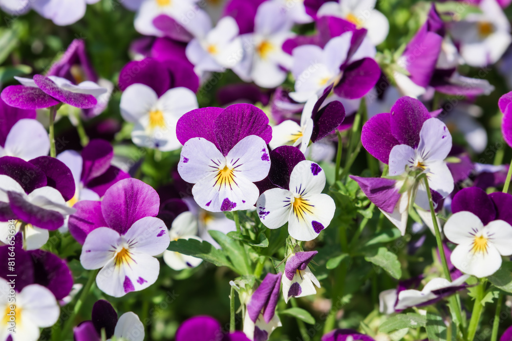 A viola pansy found in an outdoor flower bed. Warm spring sunshine - viola tricolor, little pansy A viola pansy found in an outdoor flower bed. Warm spring sunshine - viola tricolor, little pansy