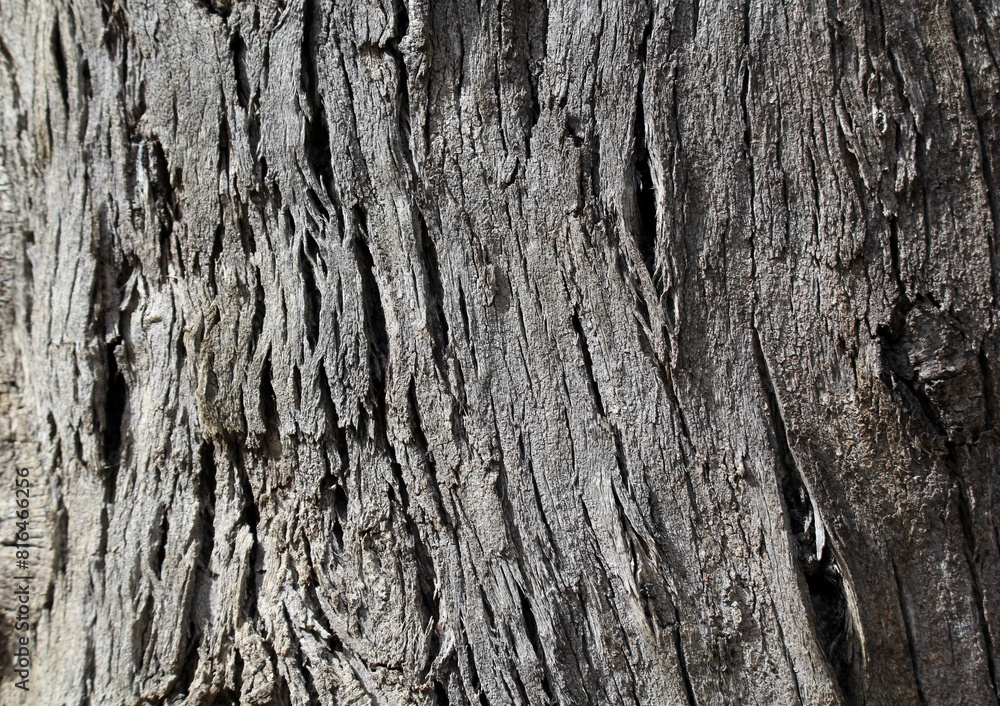 Close up view of tree bark textured abstract background Close up view of tree bark textured abstract background