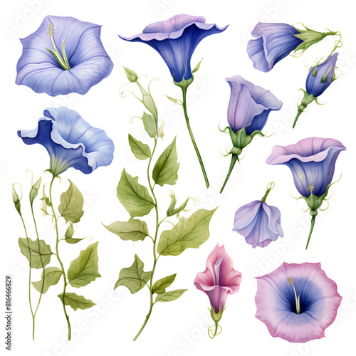 Watercolor stickers set clipart blue morning glory flower